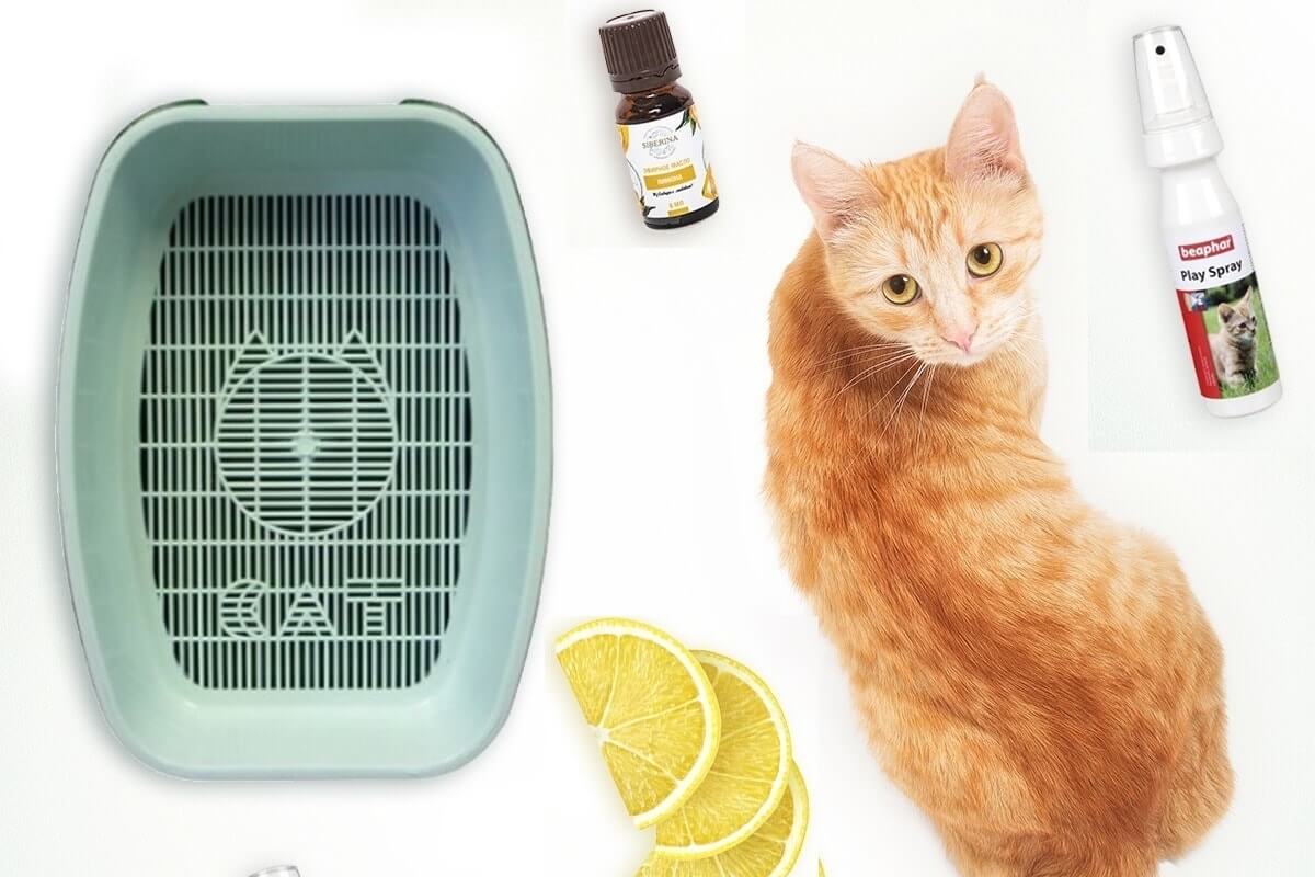 чем убрать запах мочи кота